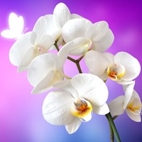 orchid-200